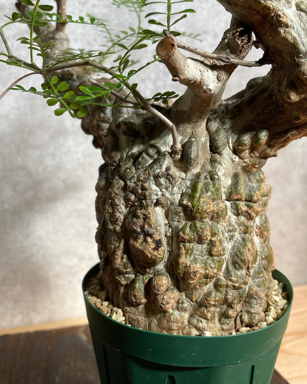 オペルクリカリア パキプス／Operculicarya pachypus 発根済