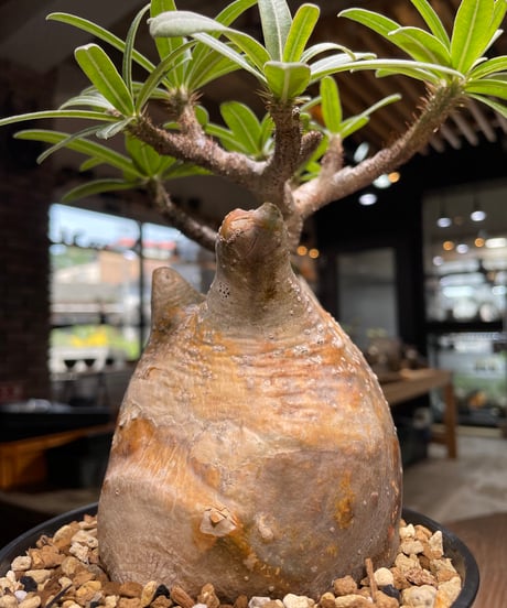 パキポディウム グラキリス　Pachypodium gracilius 　発根済　(gk-493）