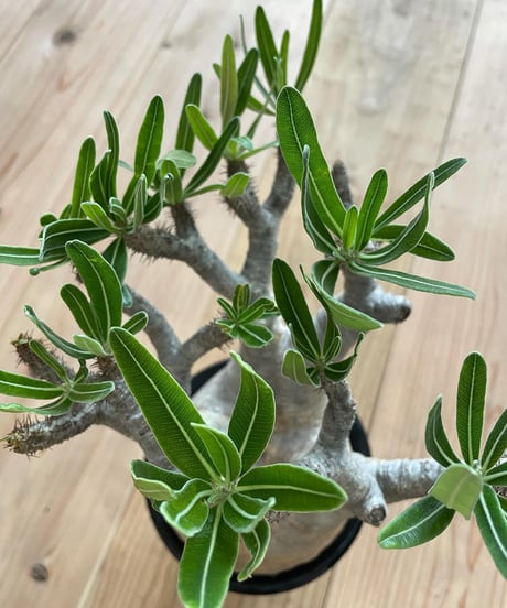 パキポディウム グラキリス　Pachypodium gracilius 　発根済(塊根幅12ｃｍ)　(商品番号gk-17)