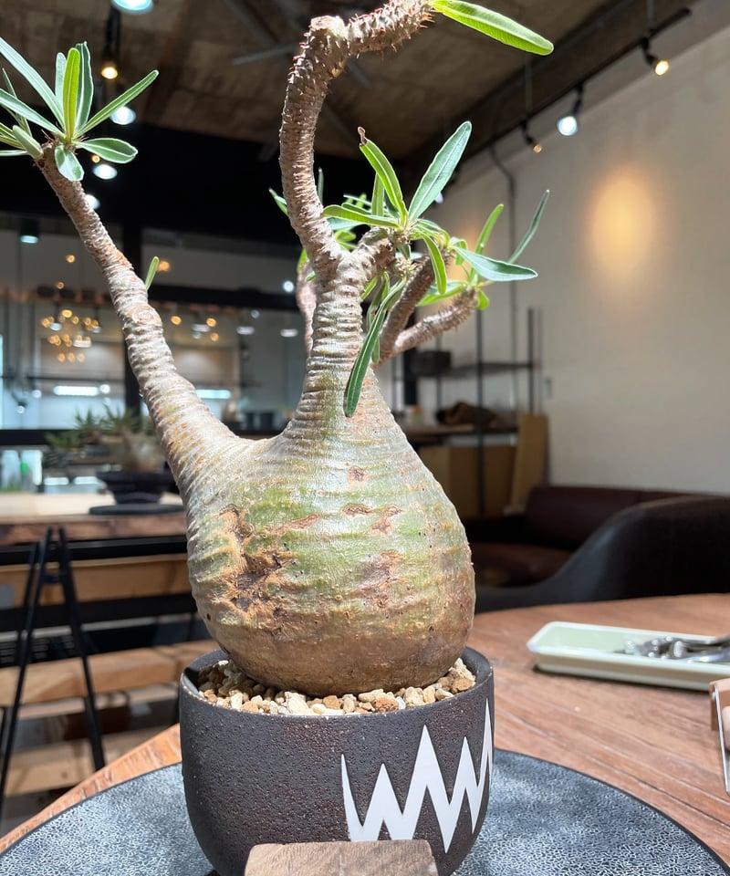 OZWRT Pachypodium Graciliphant グラキリファント OZWRT Pachypodium Graciliphant グラキリファント - メルカリ