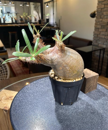 パキポディウム グラキリス　Pachypodium gracilius 　発根済　(商品番号gk-180)