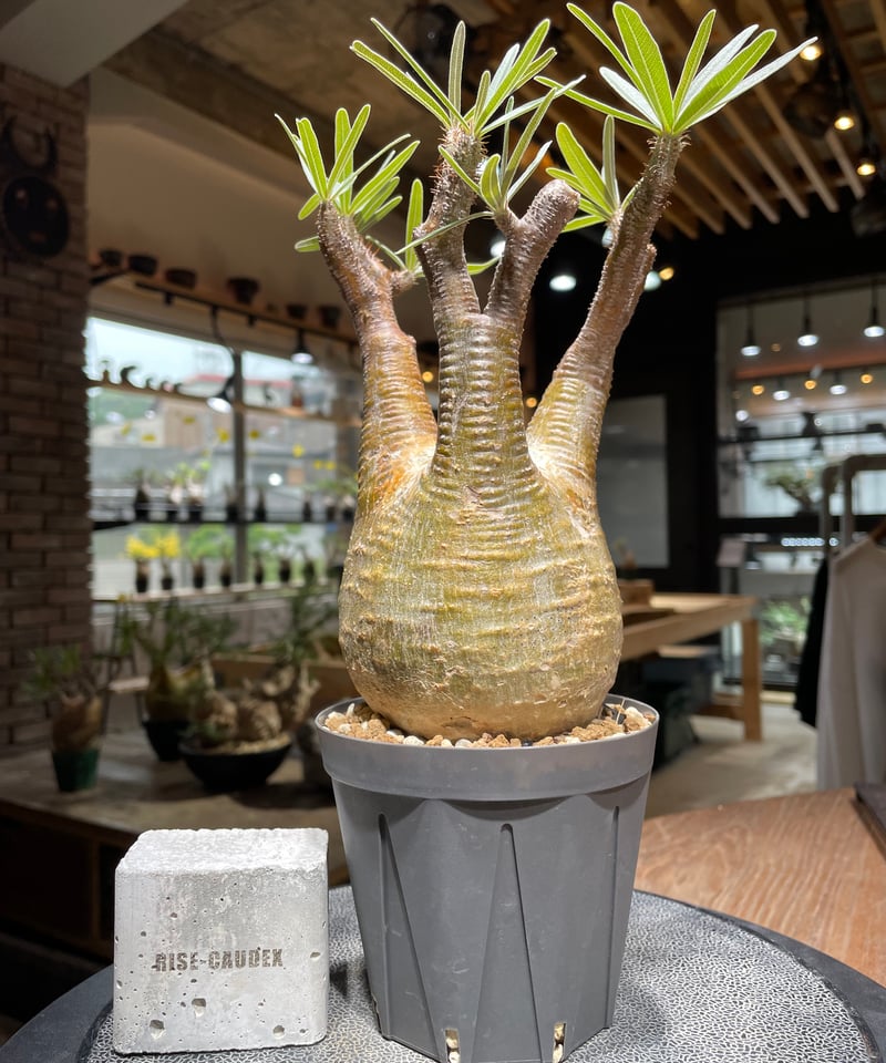 パキポディウム グラキリス Pachypodium gracilius ③ パキポディウム：グラキリス 3号鉢植え 23-05 の通販 | 園芸ネット
