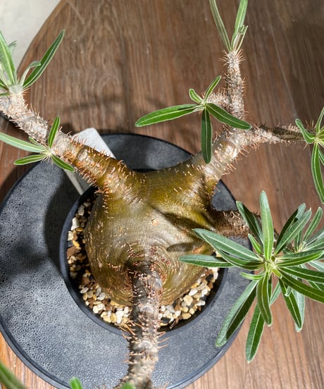 パキポディウム グラキリス　Pachypodium gracilius 　発根済　(gk-556)