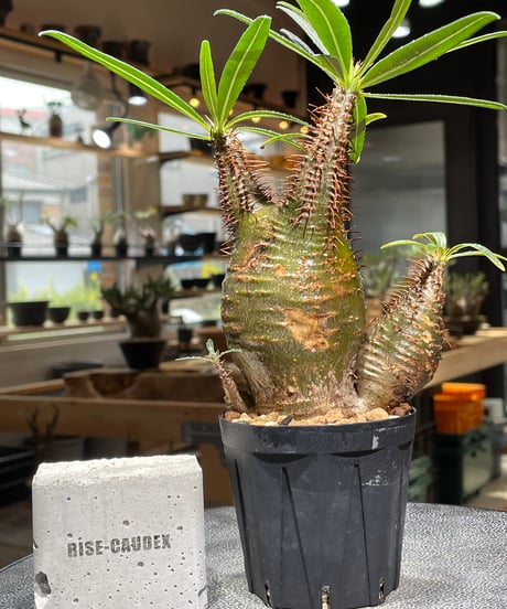 パキポディウム グラキリス　多頭　Pachypodium gracilius 　発根済　(gk-539)