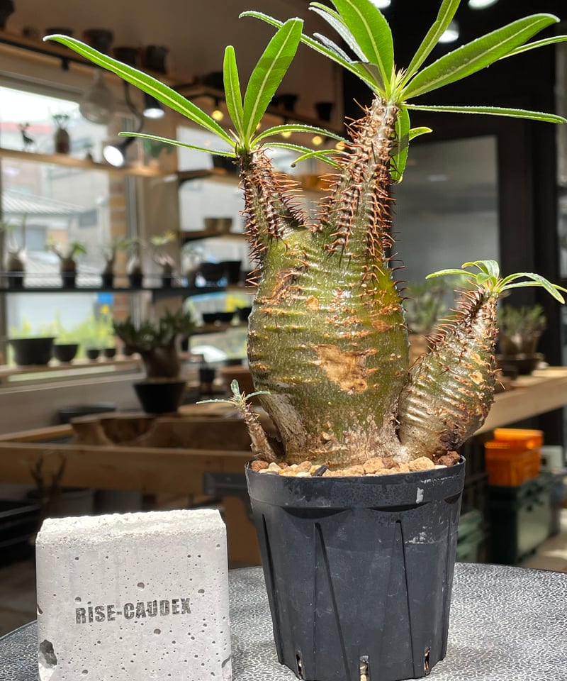 【まいすけ】パキポディウム グラキリス 模様最高 パキポディウム グラキリス 多頭 Pachypodium gracilius 発根済