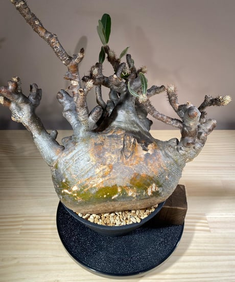 パキポディウム グラキリス　Pachypodium gracilius 　発根済　(商品番号gk-115)