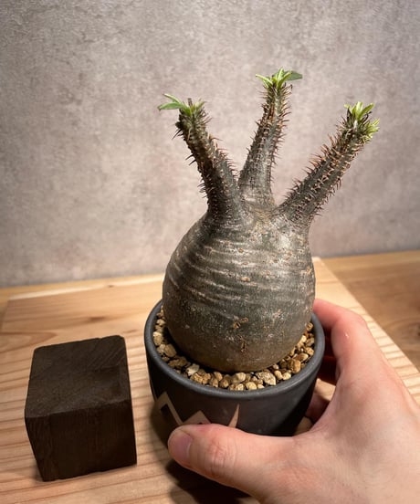 パキポディウム グラキリス　Pachypodium gracilius 　発根済　(商品番号gk-55valiem)  VALIEM 　BOWL　sizeS　(VALIEMタグ付き)