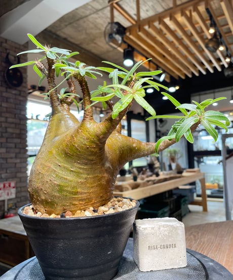 パキポディウム グラキリス　Pachypodium gracilius 　発根済　(gk-484)