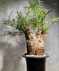 オペルクリカリア パキプス 根差し (商品番号PP-74) | RISE-CAUDEX ONL