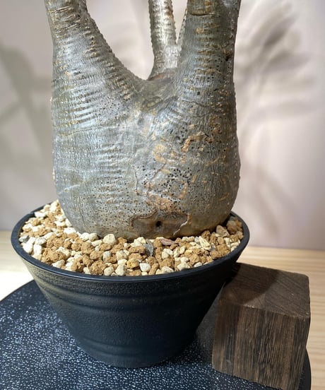 パキポディウム グラキリス　Pachypodium gracilius 　発根済　(商品番号gk-106)