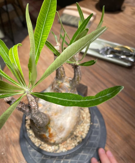 パキポディウム グラキリス　Pachypodium gracilius 　発根済　(gk-371)