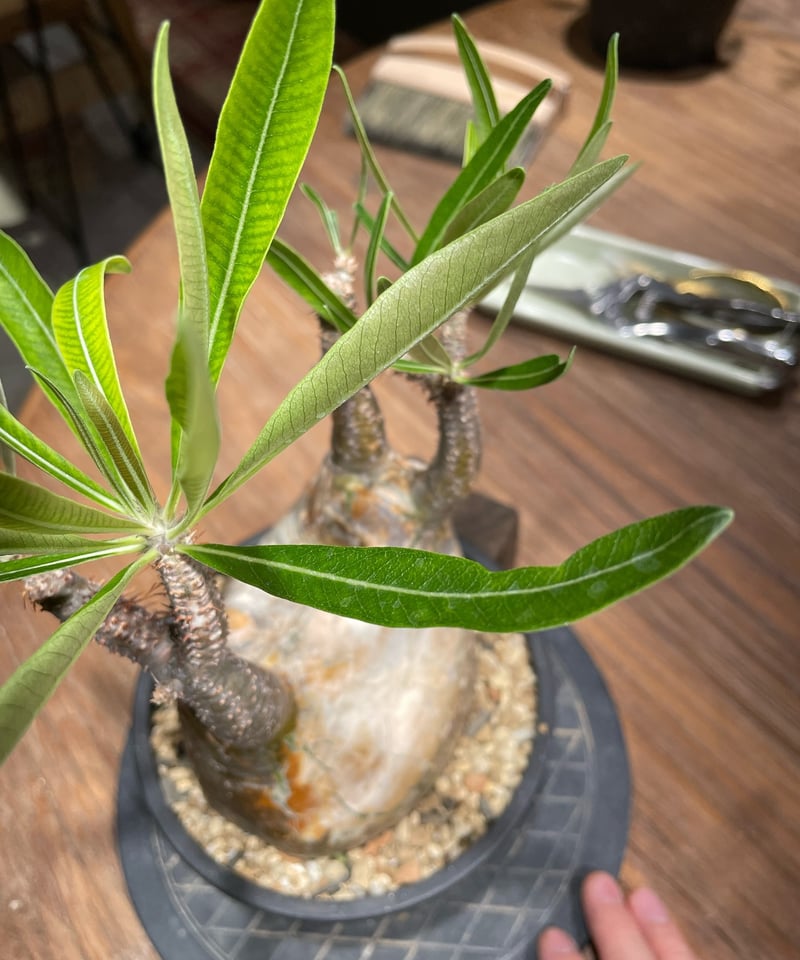 パキポディウム グラキリス Pachypodium gracilius 発根済 (gk-371