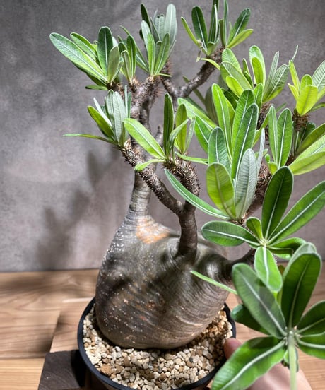 パキポディウム グラキリス　Pachypodium gracilius 　発根済　(商品番号gk-75)