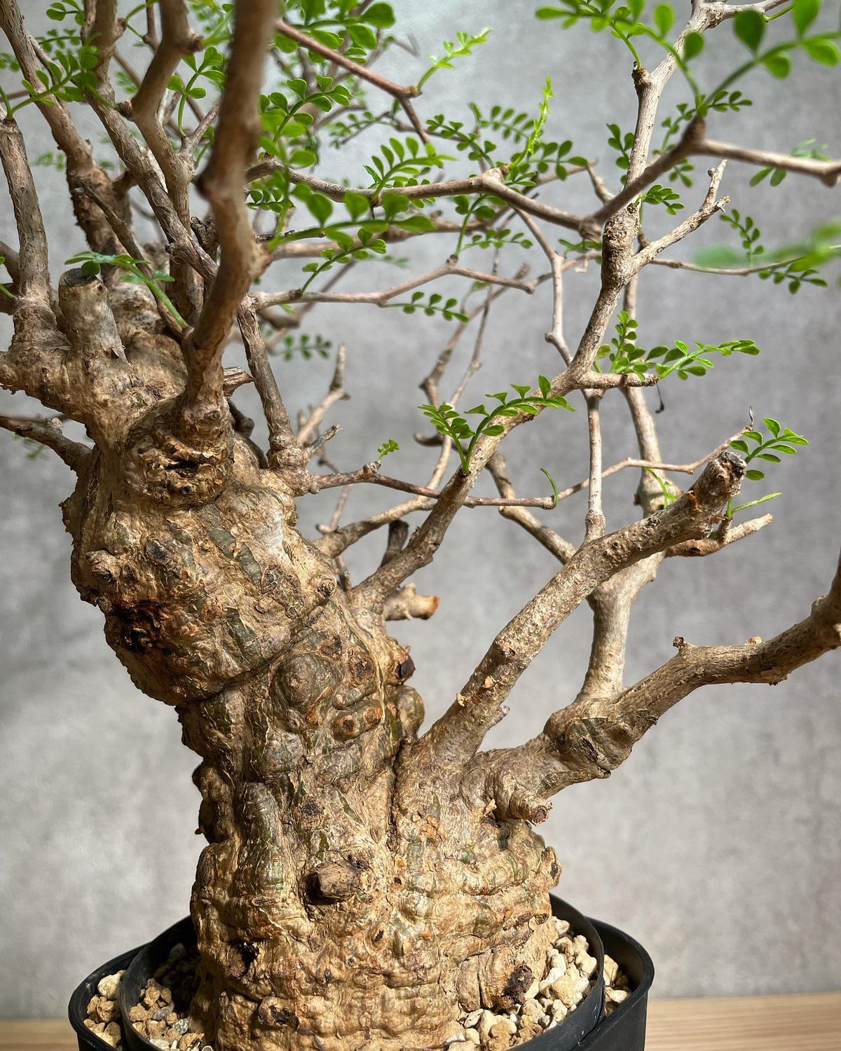 オペルクリカリア パキプス／Operculicarya pachypus 発根済 手乗り