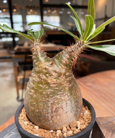 パキポディウム グラキリス　Pachypodium gracilius 　発根済　(gk-379)