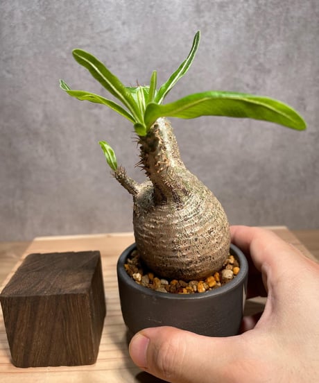 パキポディウム グラキリス　発根済　※背面現地穴跡あり　(商品番号gk-60valiem)  VALIEM 　BOWL　sizeXS　(VALIEMタグ付き)