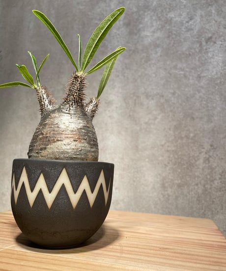 パキポディウム グラキリス　Pachypodium gracilius 　発根済　(商品番号gk-29valiem)  VALIEM 　BOWL　sizeS　(VALIEM巾着、タグ付き)
