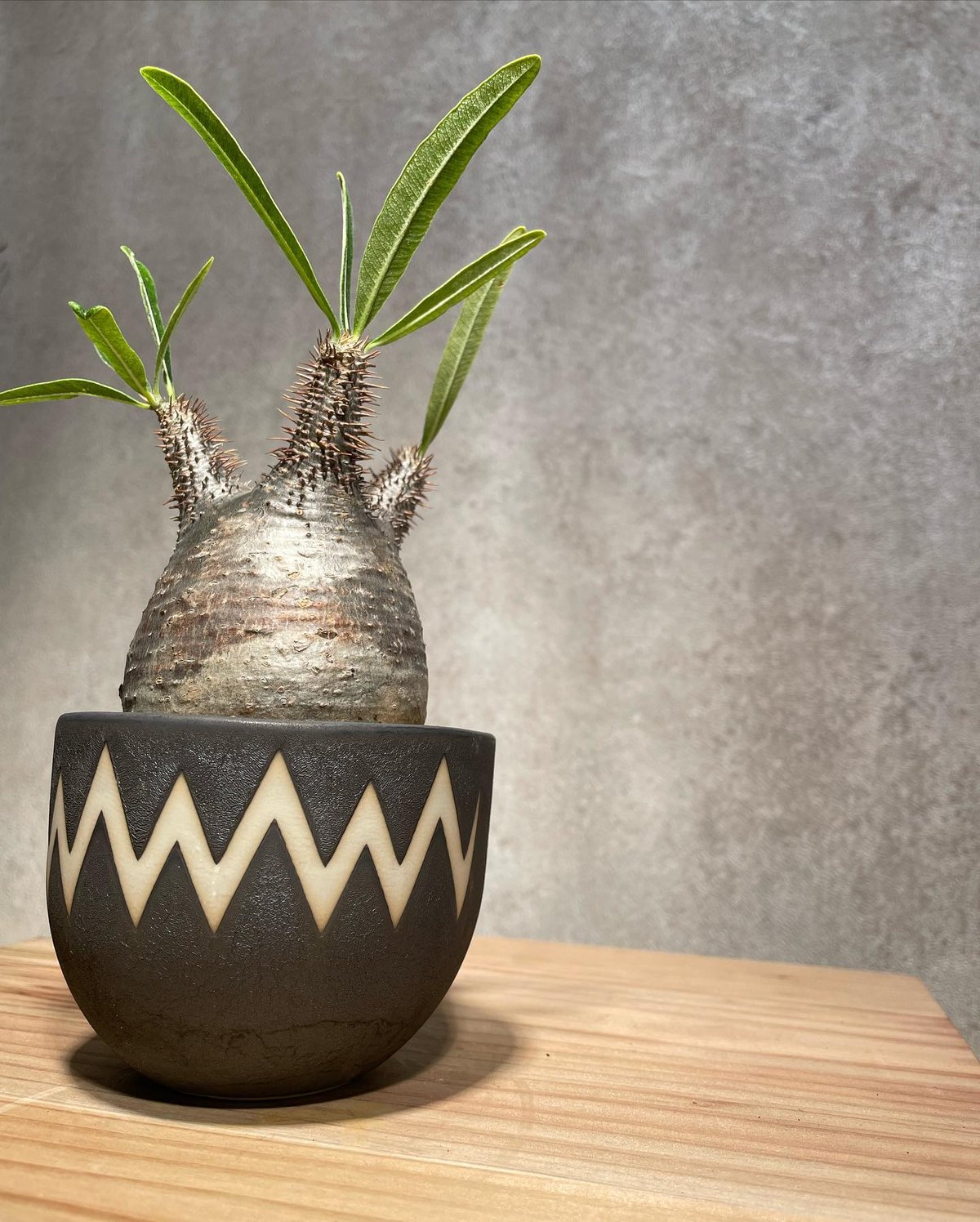 グラキリス＆valiem fit=scale-down,w=1200