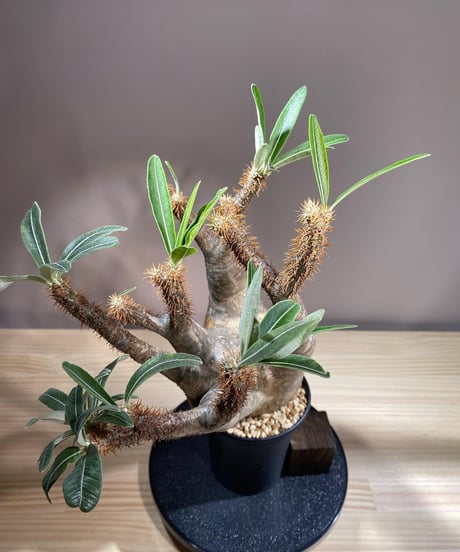 パキポディウム グラキリス　Pachypodium gracilius 　発根済　(商品番号gk-120)