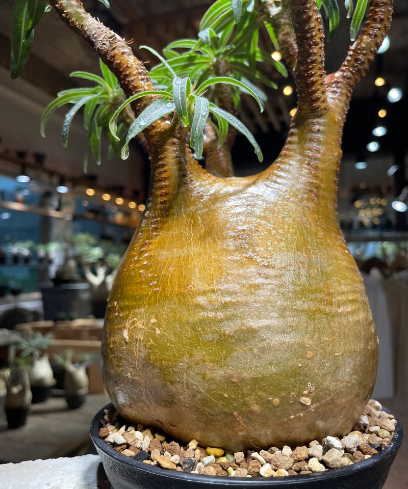 パキポディウム グラキリス Pachypodium gracilius 発根済 (gk-51