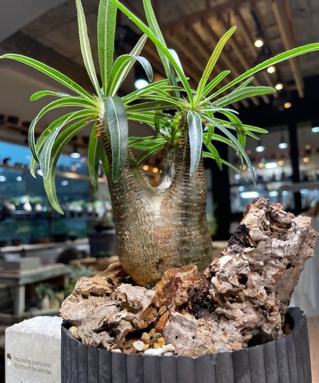 パキポディウム グラキリス　Pachypodium gracilius 　発根済　(gk-514valiem）