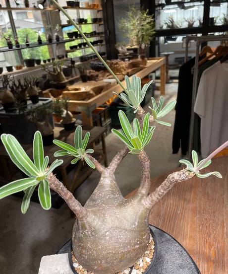 パキポディウム グラキリス　Pachypodium gracilius 　発根済　(gk-530)