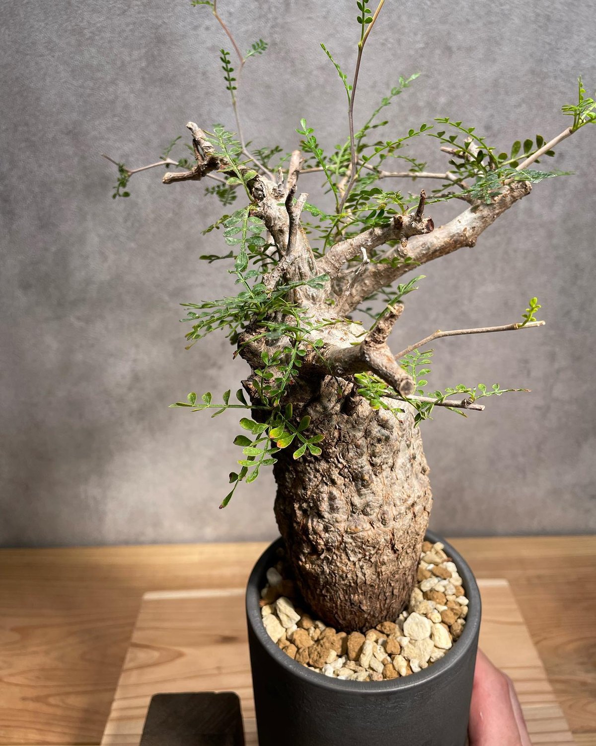 【発根済】オペルクリカリア　パキプス オペルクリカリア パキプス-OP38 | Supervoid Caudex