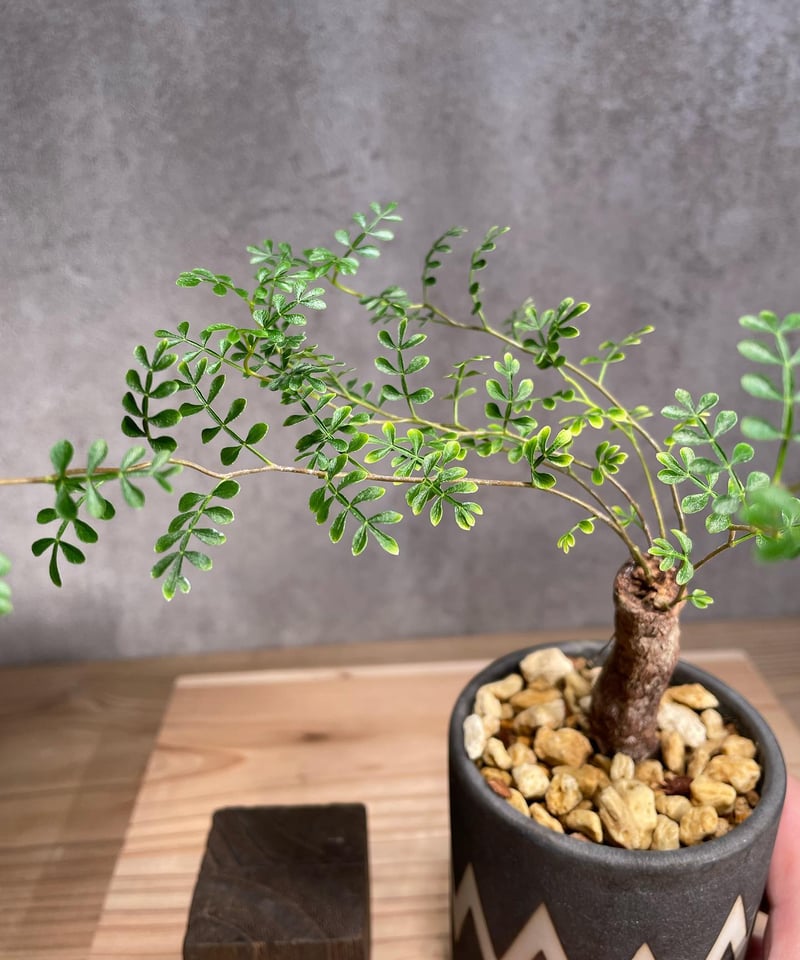 オペルクリカリア パキプス／Operculicarya pachypus 根差し 発根済 (商