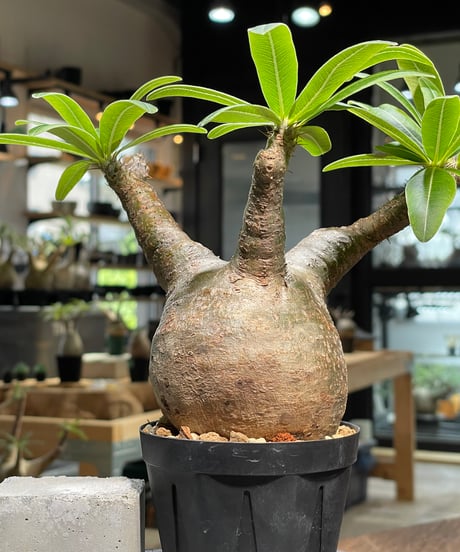 パキポディウム グラキリス　Pachypodium gracilius 　発根済　(gk-489)