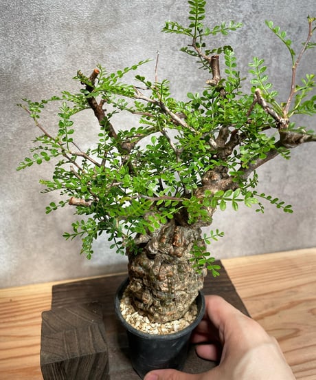 オペルクリカリア パキプス／Operculicarya pachypus　発根済　浅鉢用手乗りサイズ   (塊根幅5.5cm)　(商品番号PP-29)  (画像後半の陶器鉢は含まれません)