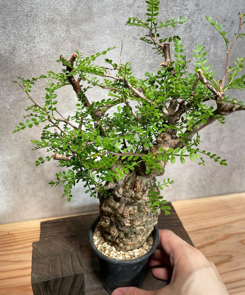 オペルクリカリア パキプス まん丸 手乗り オペルクリカリア