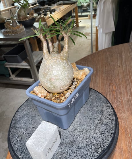 パキポディウム グラキリス　Pachypodium gracilius 　発根済　(gk-553)