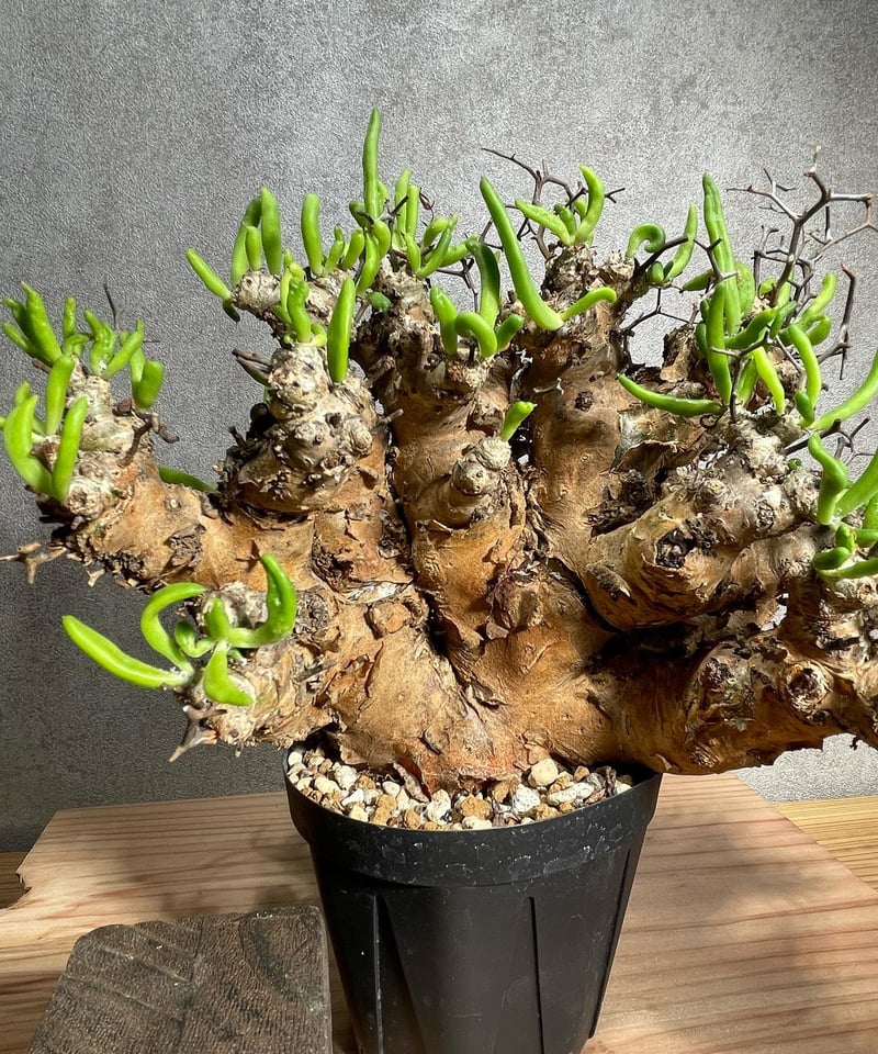 チレコドン レティキュラータス Tylecodon reticulatus 万物想 発根済