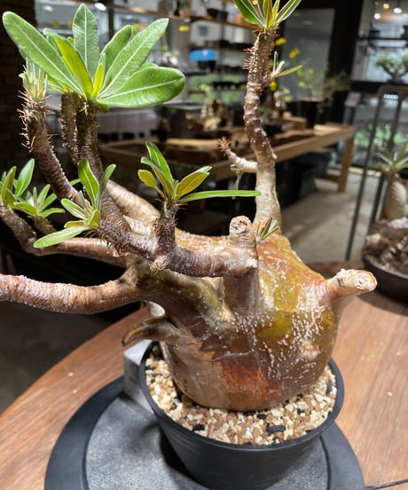 パキポディウム グラキリス　Pachypodium gracilius 　発根済　(gk-464)