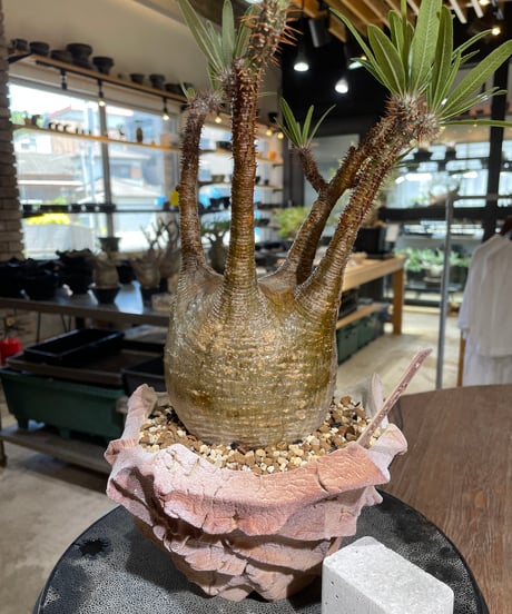 パキポディウム グラキリス　Pachypodium gracilius 　発根済　(gk-547)（鉢：RAVOR　M）