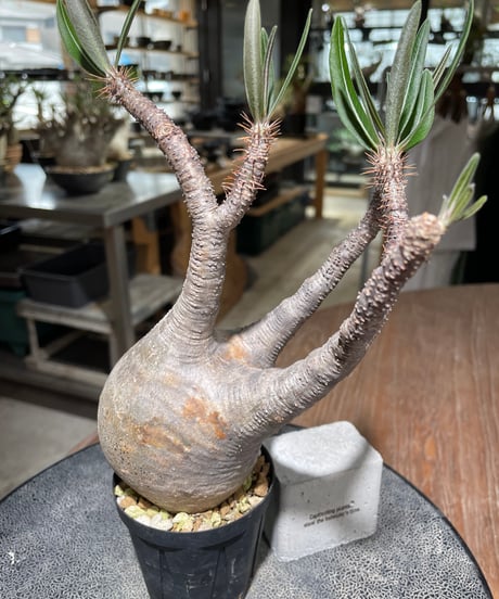 パキポディウム グラキリス　Pachypodium gracilius 　発根済　(gk-557)