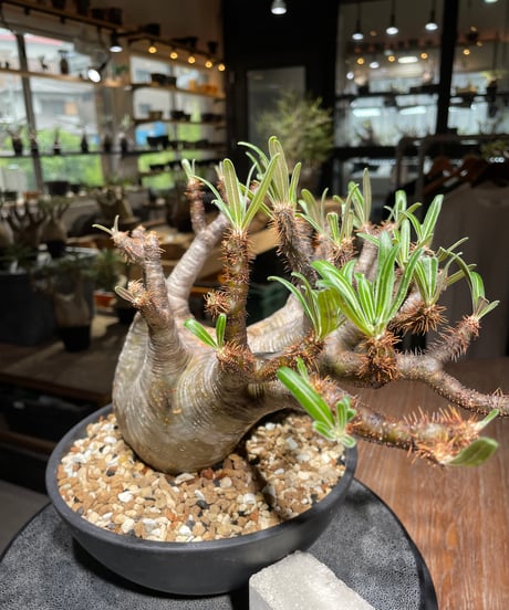 パキポディウム グラキリス　Pachypodium gracilius 　発根済　(gk-534)
