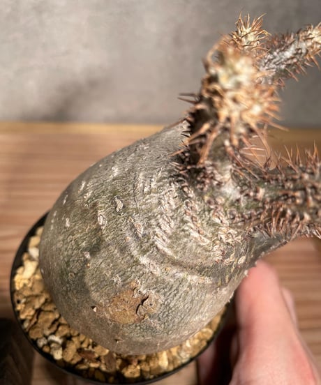 パキポディウム グラキリス　Pachypodium gracilius 　発根済　(商品番号gk-35)