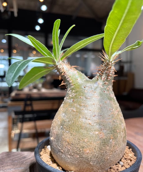 パキポディウム グラキリス　Pachypodium gracilius 　発根済　(gk-379)