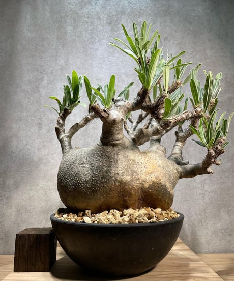 パキポディウム グラキリス　Pachypodium gracilius 　発根済　(商品番号gk-67)