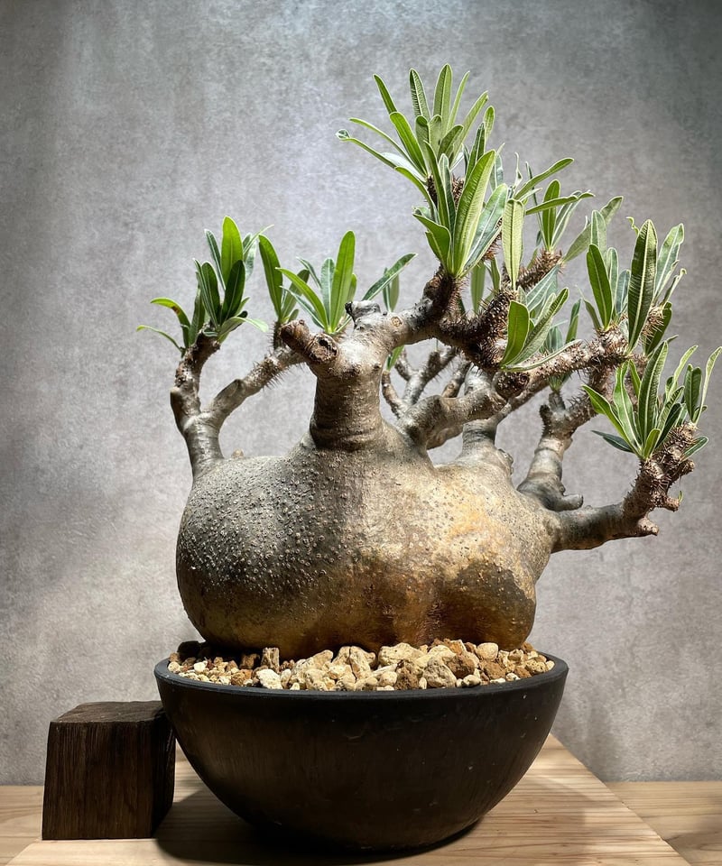 パキポディウム グラキリス Pachypodium gracilius 発根済 (商品 パキポディウム グラキリス Pachypodium gracilius 発根済 (商品