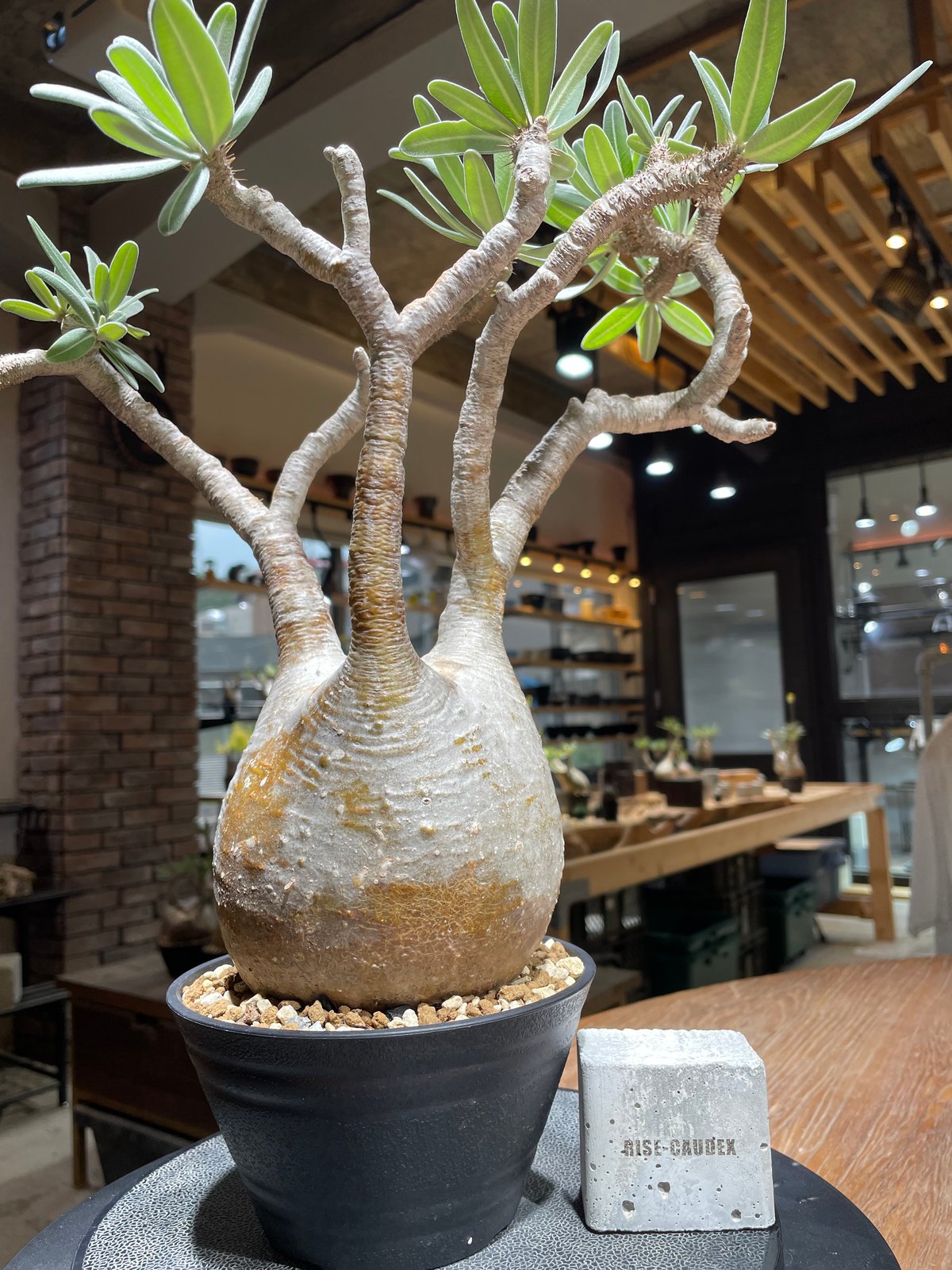 グラキリス　srl パキポディウム グラキリス Pachypodium gracilius 発根済 (gk-45