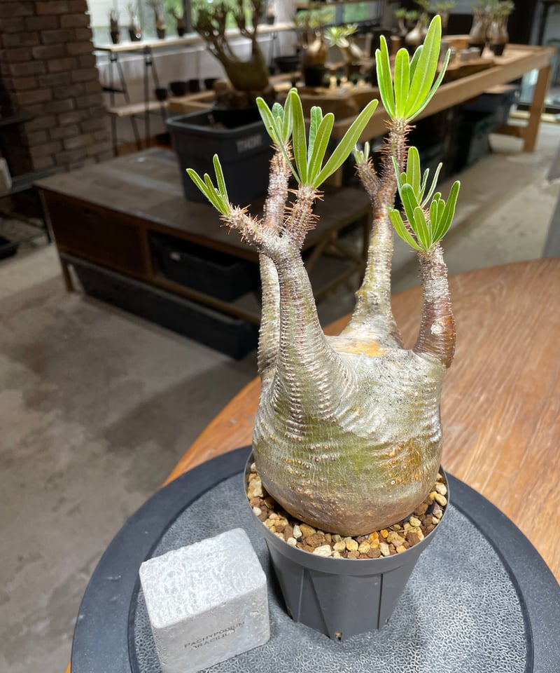 パキポディウム グラキリス Pachypodium gracilius 発根済 (gk-45
