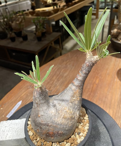パキポディウム グラキリス　Pachypodium gracilius 　発根済　(gk-462)