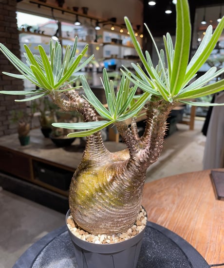 パキポディウム グラキリス　Pachypodium gracilius 　発根済　(gk-467)