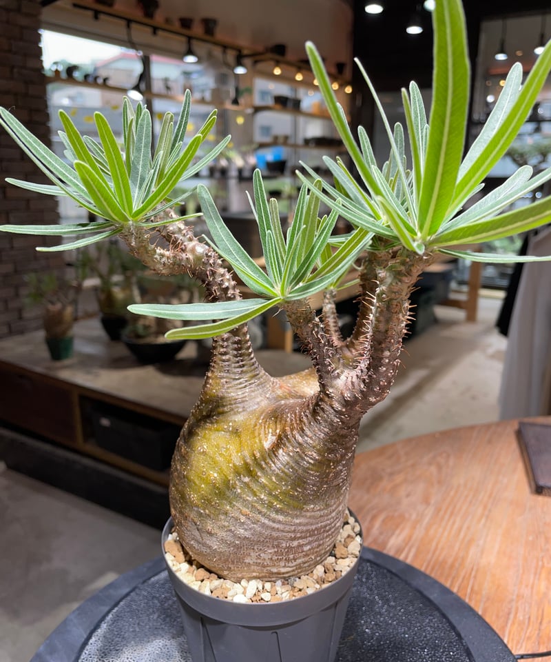 パキポディウム グラキリス Pachypodium gracilius 発根済 (gk-46