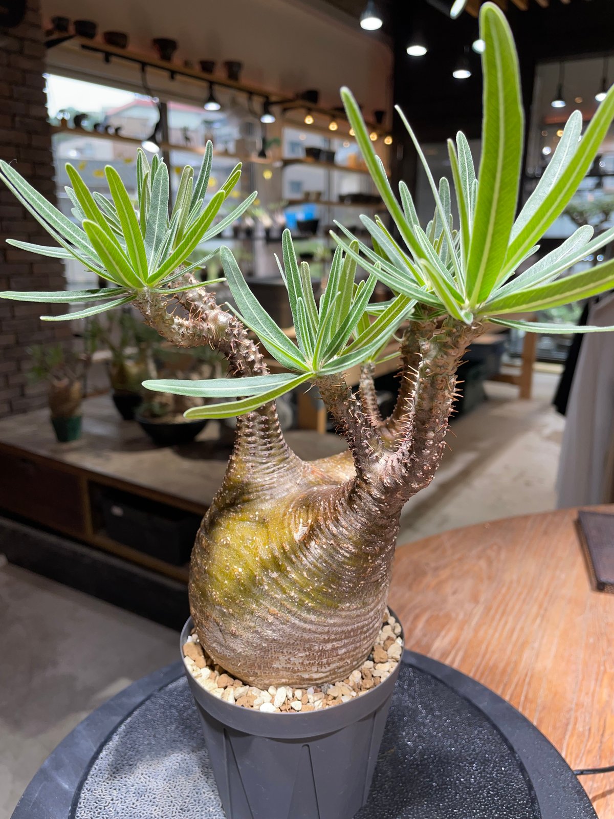 パキポディウム グラキリス Pachypodium gracilius 発根済 (gk-46