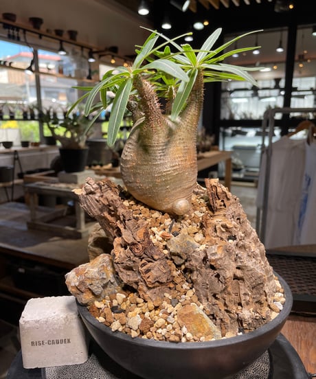 パキポディウム グラキリス　Pachypodium gracilius 　発根済　(gk-499）