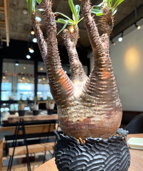 パキポディウム グラキリス　Pachypodium gracilius 　発根済　(gk-408d.i.p)