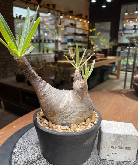 パキポディウム グラキリス　Pachypodium gracilius 　発根済　(gk-462)